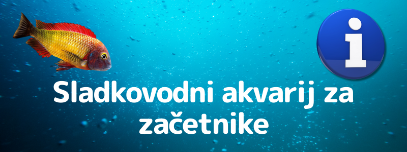 Sladkovodni akvarij za začetnike